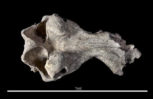 Hippopotamus gorgops - NMHUK PV M 14951 Hippo Skull from Olduvai Gorge_3