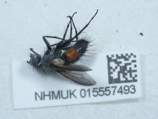 Eriothrix rufomaculata (De Geer, 1776) - 015557493_4