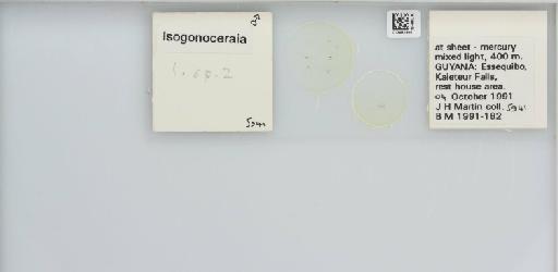 Isogonoceraia Tuthill, 1964 - 013482996_117198_1146272_157715_NonType_result