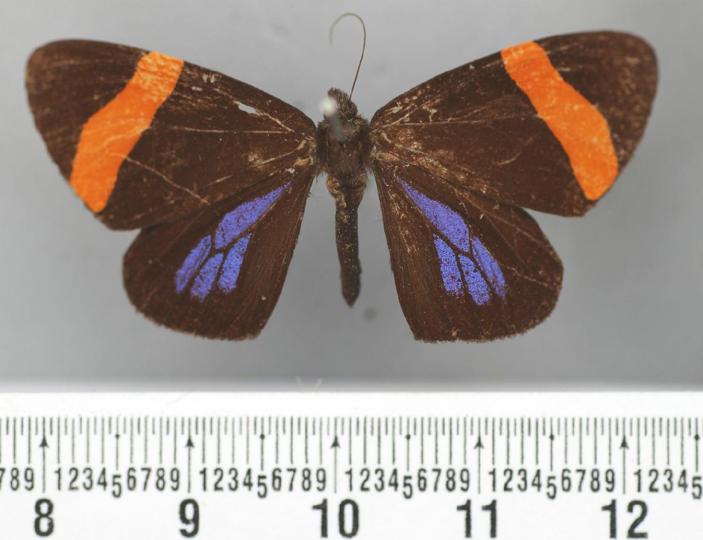 Hagnagora buckleyi thumbnail