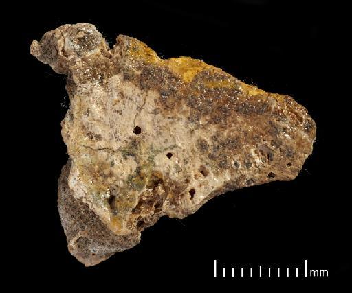 Scelidotherium leptocephalum Owen, 1840 - NHMUK PV M 82206 Boxed Fragment C2.tif