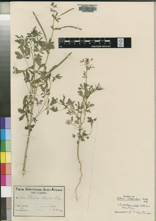 Cleome schlechteri Briq - BM000629028