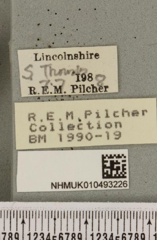Autographa pulchrina (Haworth, 1809) - NHMUK_010493226_label_548833
