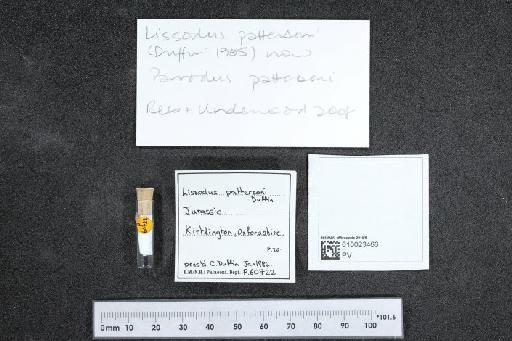 Lissodus pattersoni infraphylum Gnathostomata Duffin, 1981 - 010023466_L010040460