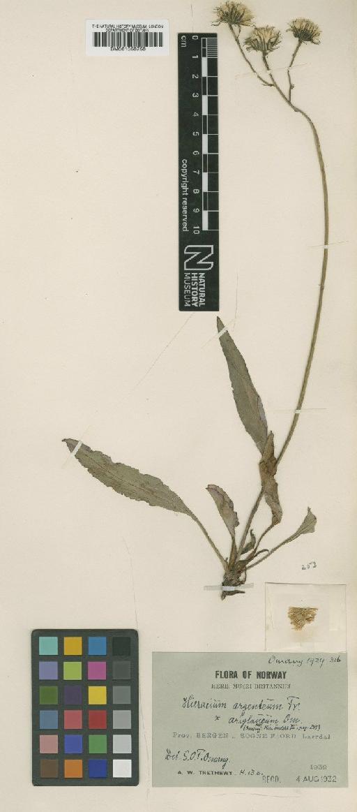 Hieracium saxifragum subsp. nilare Dahlst. - BM001050750