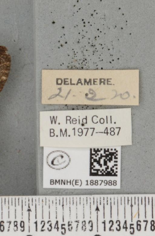 Apocheima hispidaria (Denis & Schiffermüller, 1775) - BMNHE_1887988_label_455323