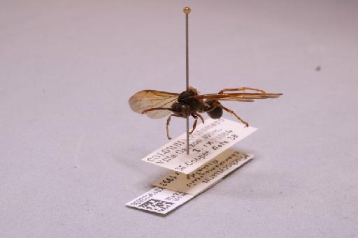 Mischocyttarus chanchamayoensis Richards, 1978 - 013632806_additional_3