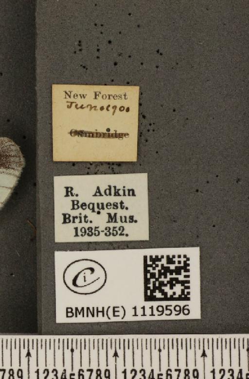 Leptidea sinapis sinapis Linnaeus, 1758 - BMNHE_1119596_label_74399