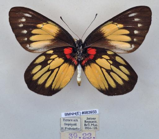 Delias pasithoe horracki Joicey & Talbot, 1916 - BMNH(E)983933_Delias pasithoe horracki_ J