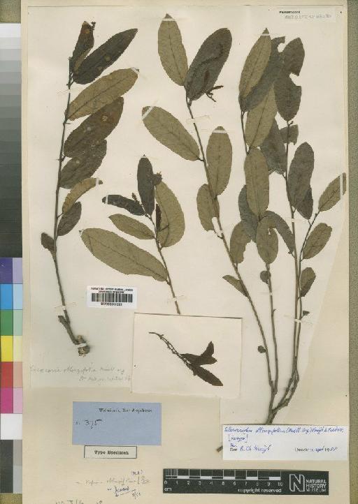 Sapium oblongifolium (Müll.Arg.) Pax - BM000911222