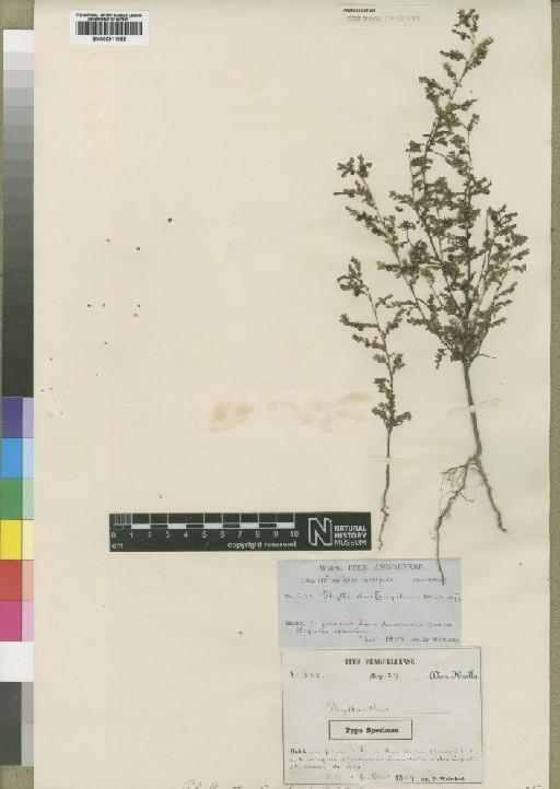 Phyllanthus angolensis Müll.Arg. - BM000911065