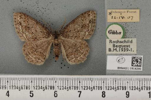 Ectropis crepuscularia ab. delamerensis Buchanan White, 1877 - BMNHE_1914299_482130