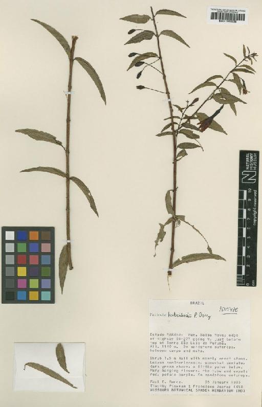 Fuchsia hatschbachii P.E.Berry - BM001008828