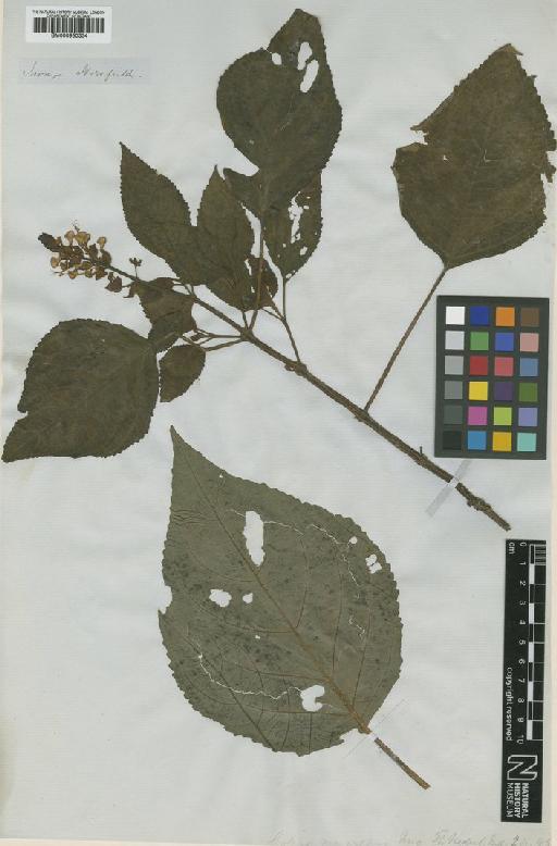 Coleus macropus Miq. - BM000950334