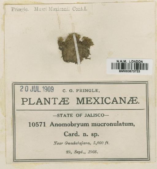 Anomobryum mucronatulum Cardot - BM000873733