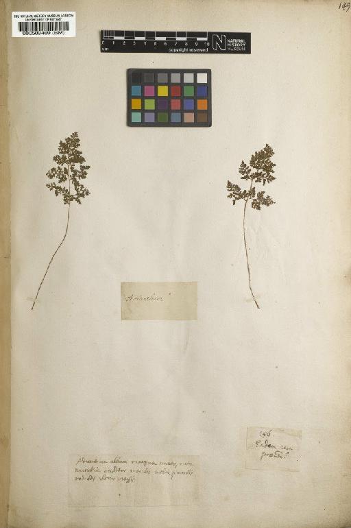 Adiantum L. - BM000589469