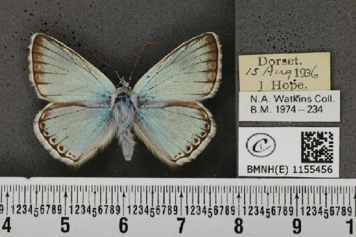 Lysandra coridon ab. punctata Tutt, 1896 - BMNHE_1155456_106715