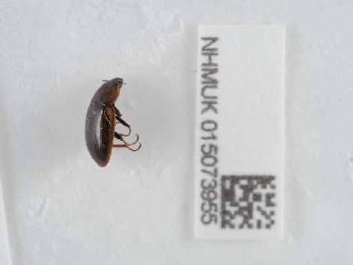 Helochares obscurus (Müller, O.F., 1776) - 015073955_1