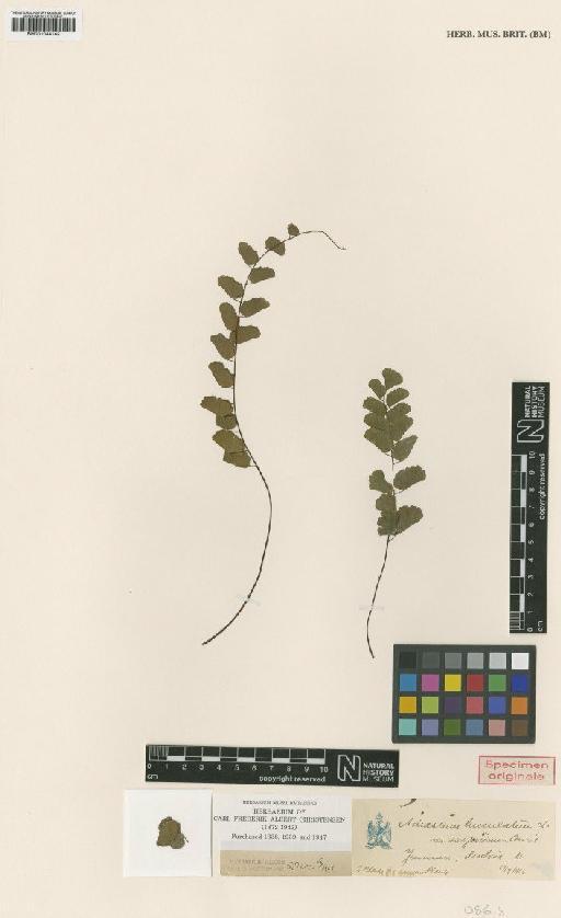 Adiantum lunulatum var. subjunonicum Christ - BM001044142