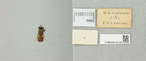 Odontomyia lutatius Walker, 1849 - 012810769_additional