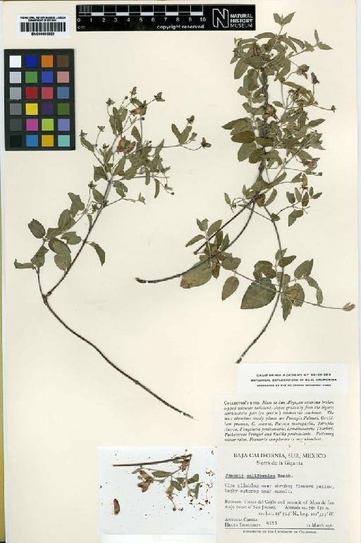 Janusia californica Benth. - BM000895829