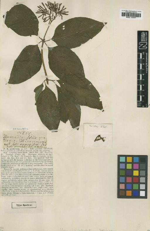 Hamelia pedicellata Wernham - BM001008881