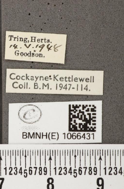 Coenonympha pamphilus (Linnaeus, 1758) - BMNHE_1066431_label_27778