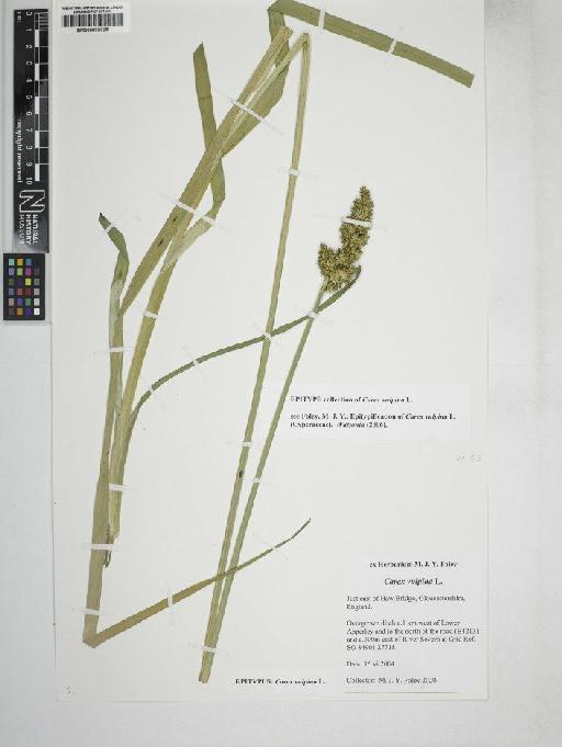 Carex vulpina L. - BM000893625   carex vulpina2