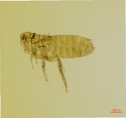 Neotyphloceras crassispina hemisus Jordan, 1936 - 010179134_specimen