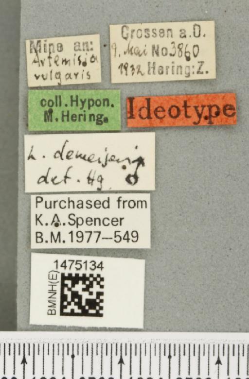 Liriomyza demeijerei Hering, 1930 - BMNHE_1475134_label_49793