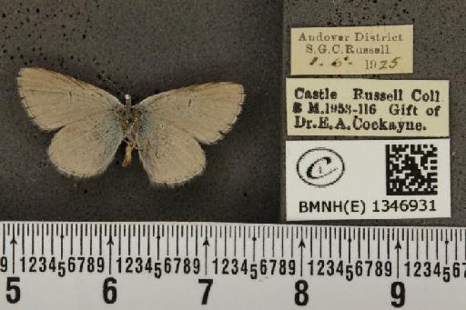 Cupido minimus ab. caeca Courvoisier, 1907 - BMNHE_1346931_150596