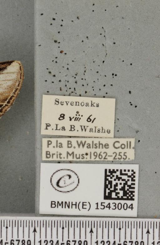 Pheosia tremula (Clerck, 1759) - BMNHE_1543004_label_245421