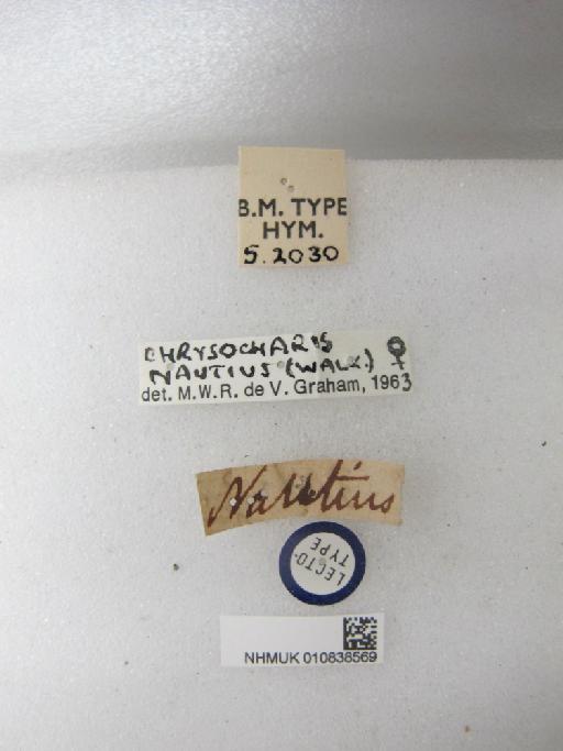 Entedon nautius Walker, 1846 - 010838569_Labels