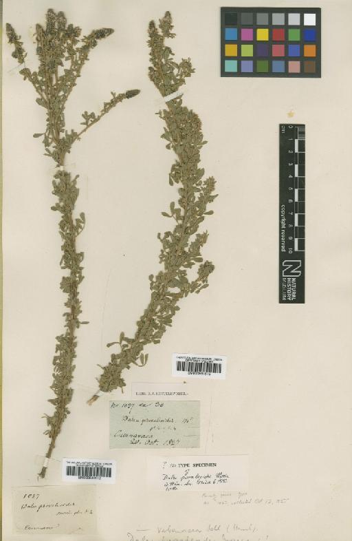Dalea tomentosa var. psoraleoides (Moric.) Barneby - BM000931512
