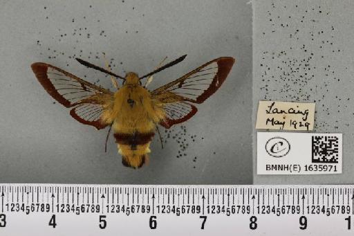 Hemaris fuciformis (Linnaeus, 1758) - BMNHE_1635971_205643