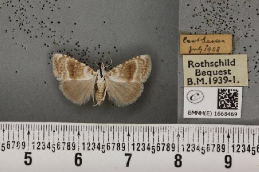 Meganola albula ab. fascialis Spuler, 1906 - BMNHE_1668469_291476