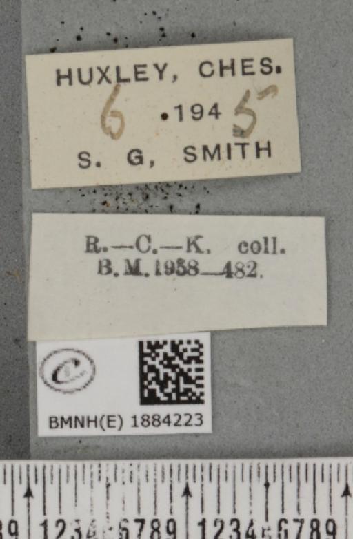 Selenia dentaria (Fabricius, 1775) - BMNHE_1884223_label_444523