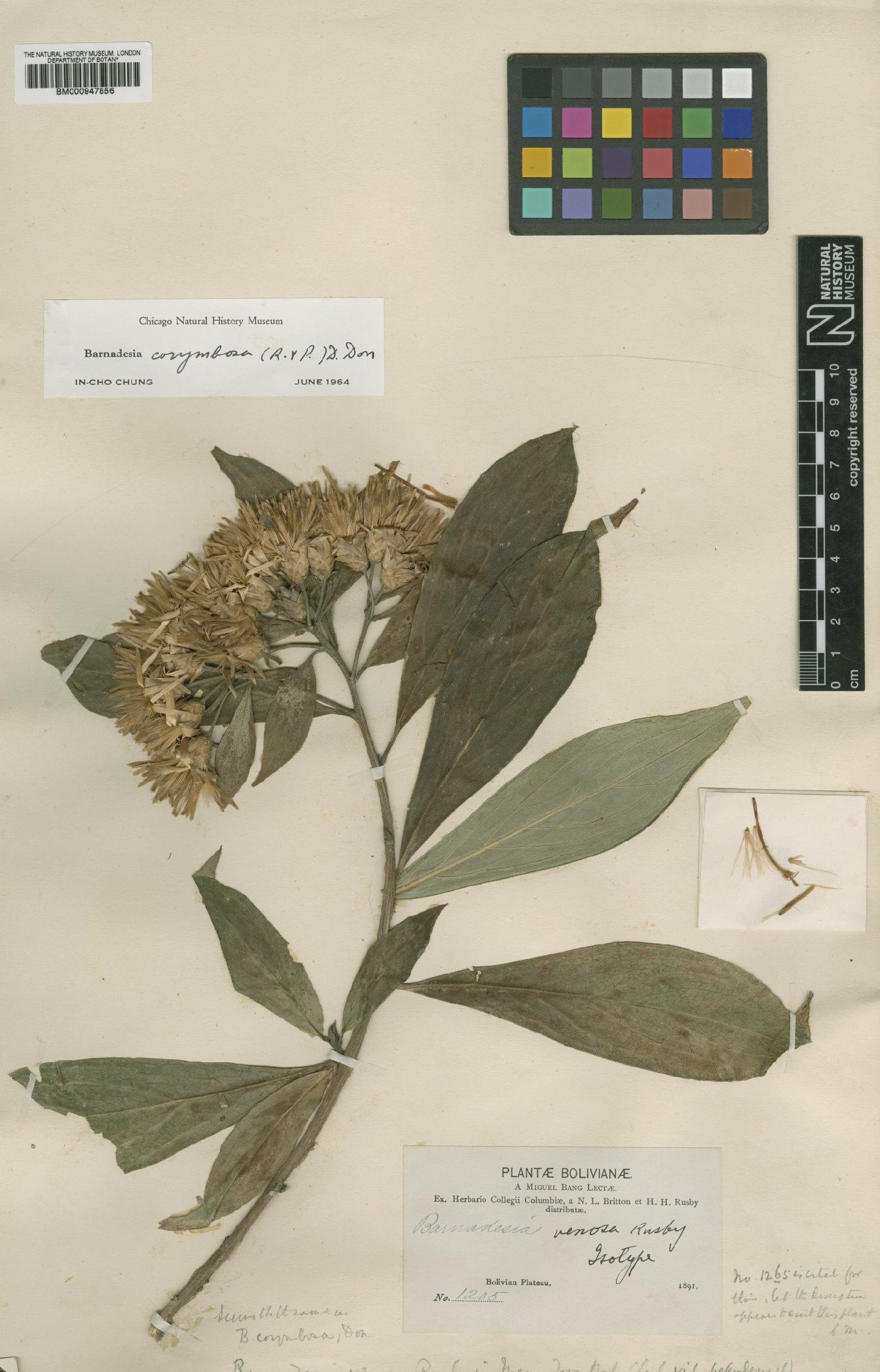 To NHMUK collection (Barnadesia corymbosa D.Don; Type; NHMUK:ecatalogue:618265)