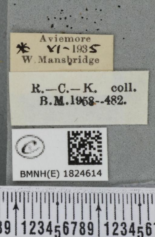 Eupithecia intricata arceuthata ab. suffusa Dietze, 1913 - BMNHE_1824614_label_389288