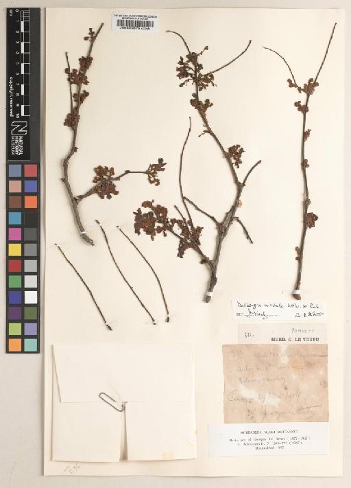 Dalbergia nitidula Welw. ex Baker - BM000595876