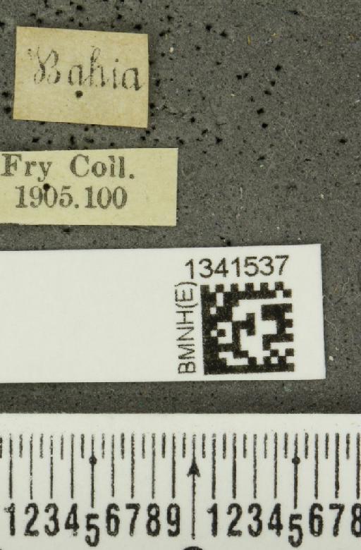 Paratriarius unifasciatus (Baly, 1889) - BMNHE_1341537_label_23442