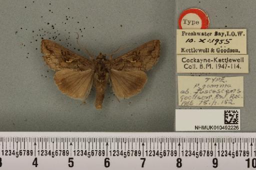 Autographa gamma (Linnaeus, 1758) - NHMUK_010492226_547842