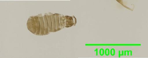 Liposcelis subfuscus Broadhead, 1947 - 010148455__2016_03_16_s2