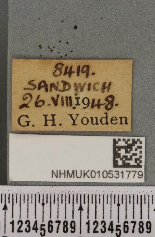Hoplodrina ambigua (Denis & Schiffermüller, 1775) - NHMUK_010531779_label_585704