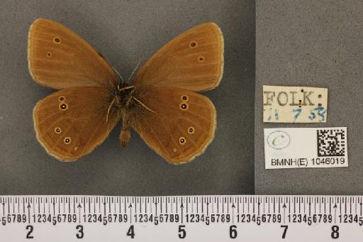 Aphantopus hyperantus ab. parvipunctata Castle-Russell, 1950 - BMNHE_1046019_22694