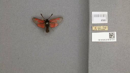 Zygaena (Mesembrynus) purpuralis purpuralis (Brünnich, 1763) - 015191517_775459_1477570