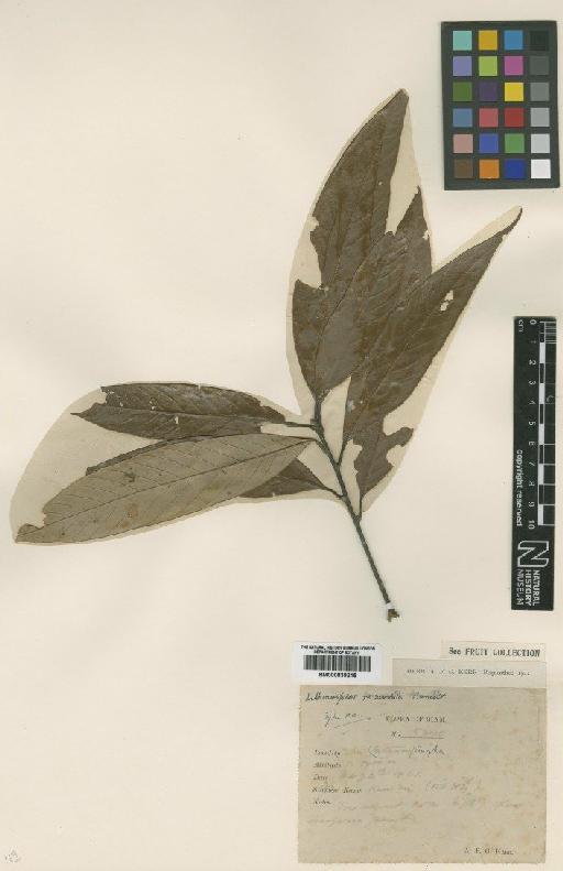 Lithocarpus recurvata Barnett - BM000839215