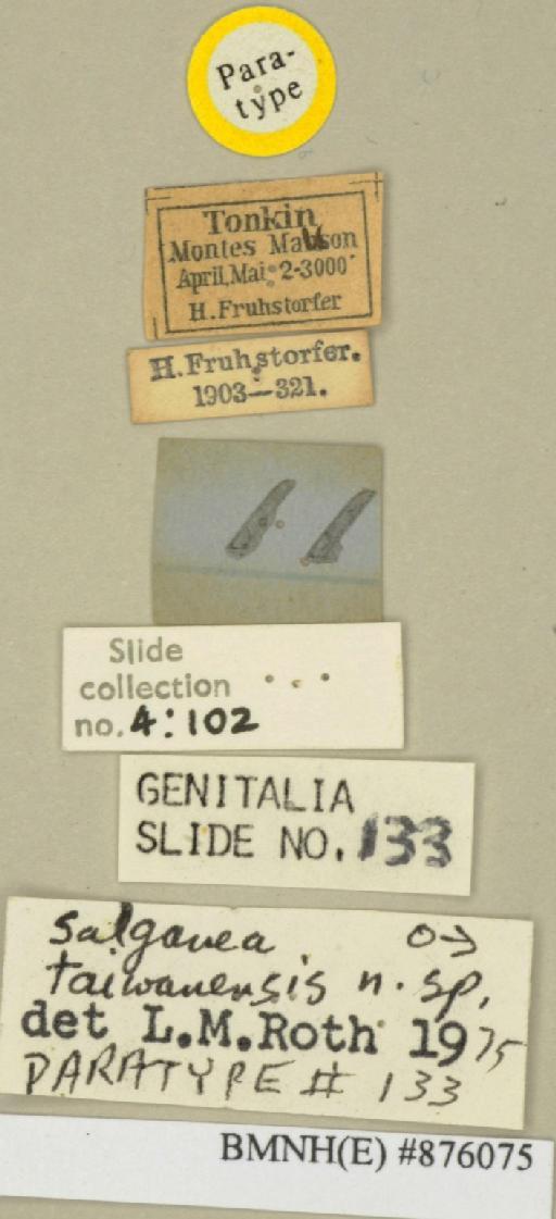 Salganea taiwanensis Roth, 1979 - Salganea taiwanensis Roth, 1979, male, paratype, labels. Photographer: Edward Baker. BMNH(E)#876075