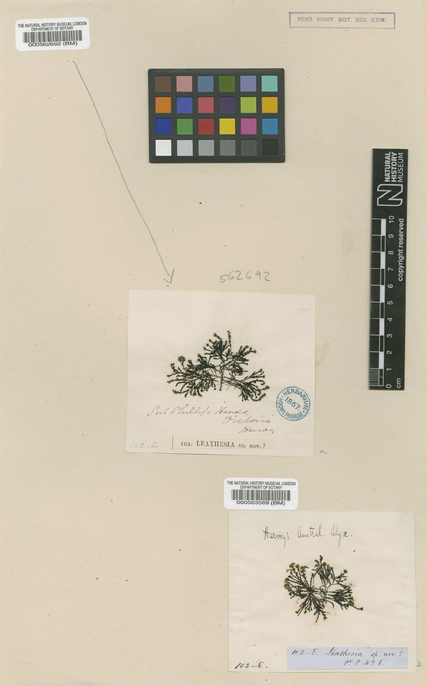 To NHMUK collection (Corynophlaea cystophorae J.Agardh; Syntype; NHMUK:ecatalogue:4721901)