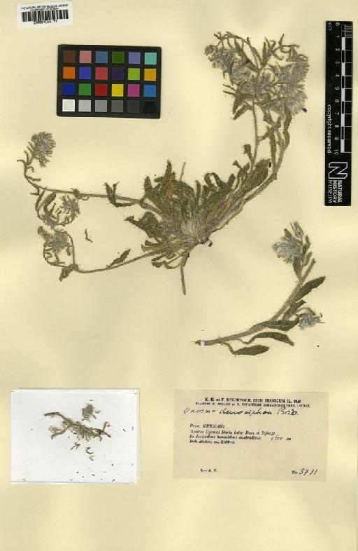 Onosma stenosiphon Boiss. - BM001050172